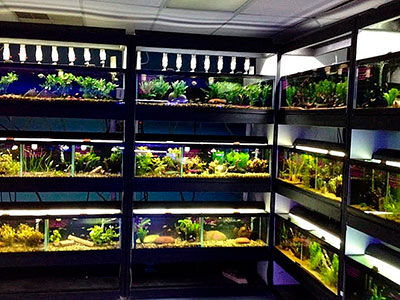 Aquarium Plants, Omaha, NE